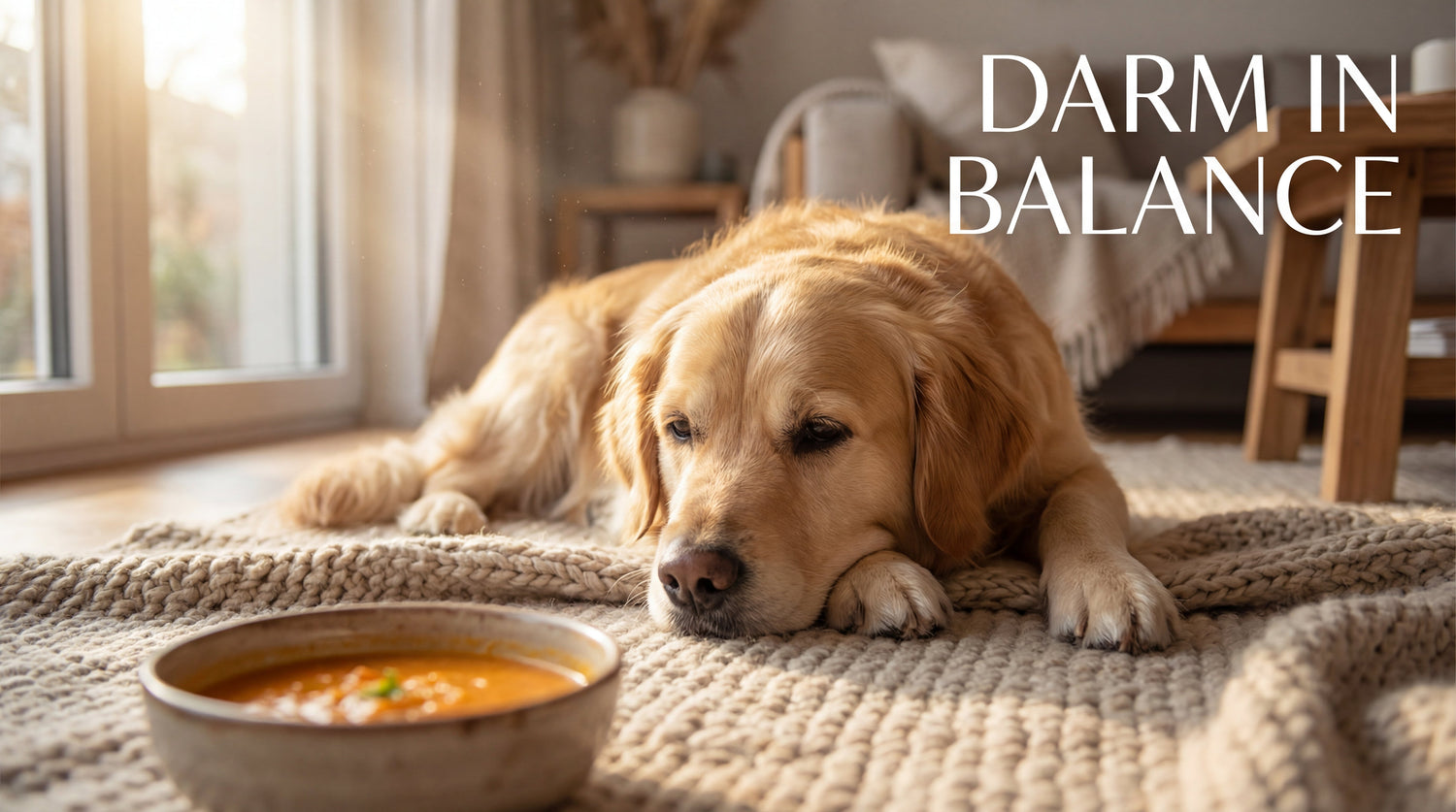 Alarm im Bauch? Hausmittel bei Durchfall & Darmflora-Aufbau beim Hund