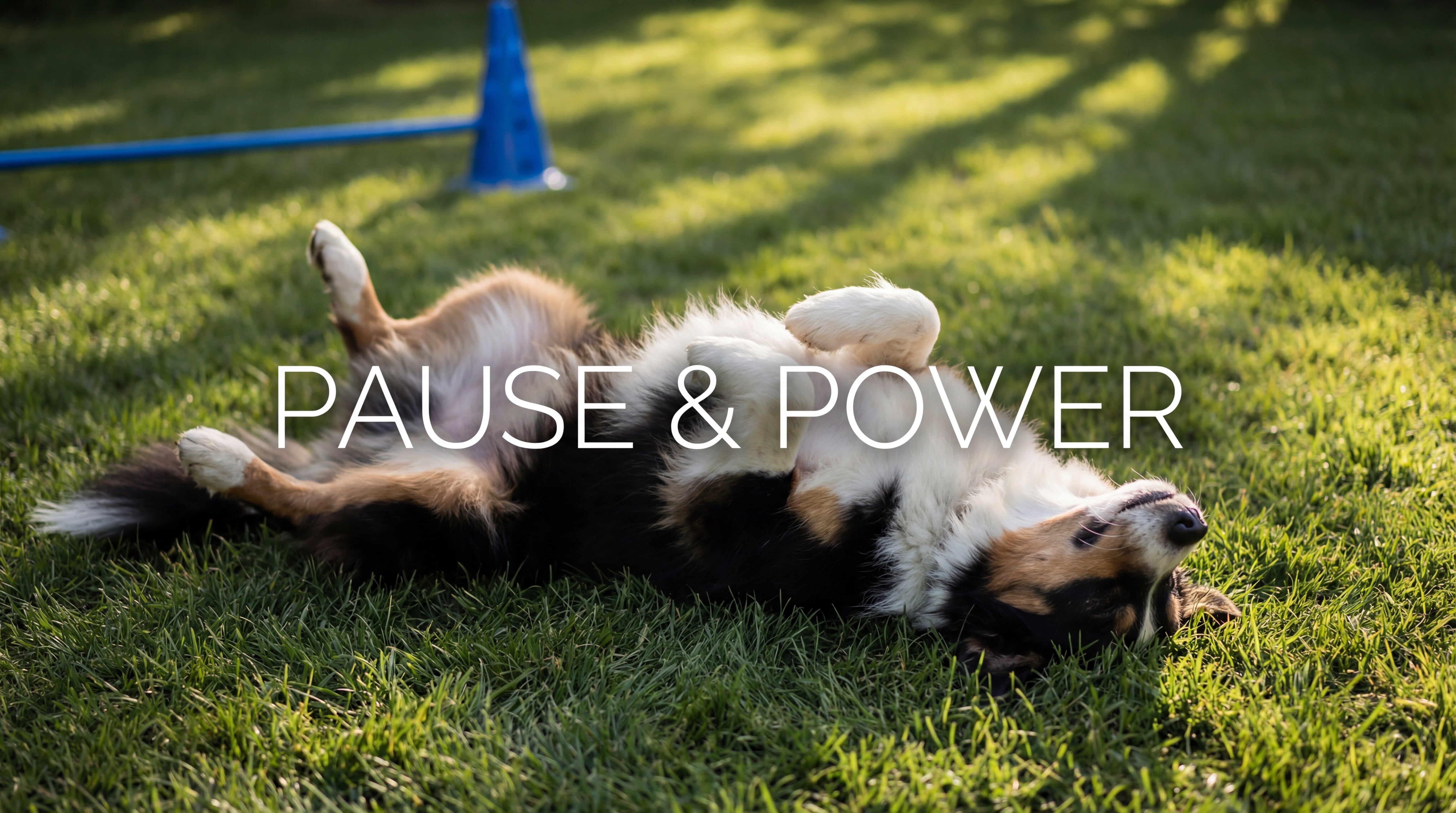 Schlafpositionen nach dem Training: Wann dein Hund Pause braucht & Nerven stärkt