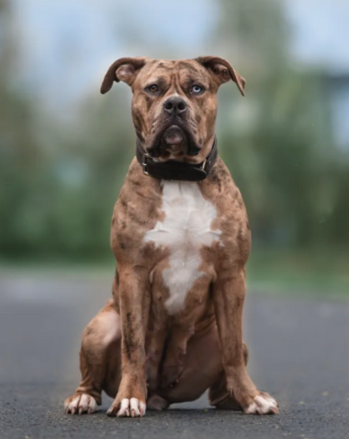 Hera