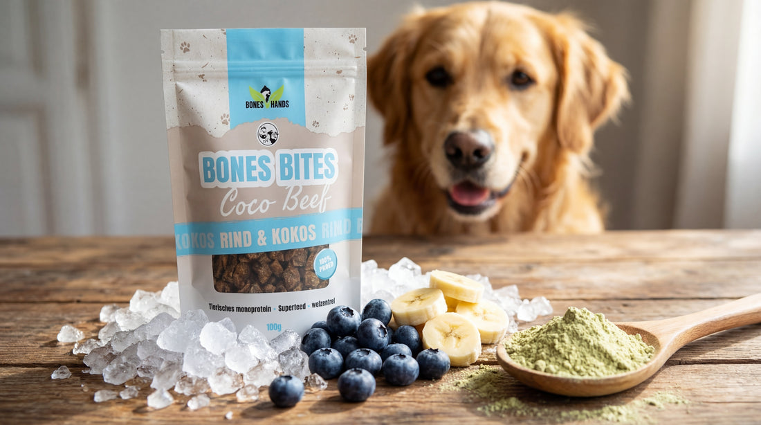 Hundeeis selber machen: 3 coole Rezepte mit Superfood-Kick