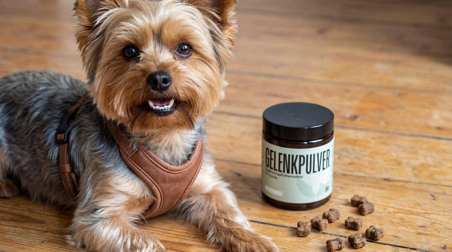 Yorkshire Terrier Gesundheit: Trachealkollaps & Zahnprobleme managen